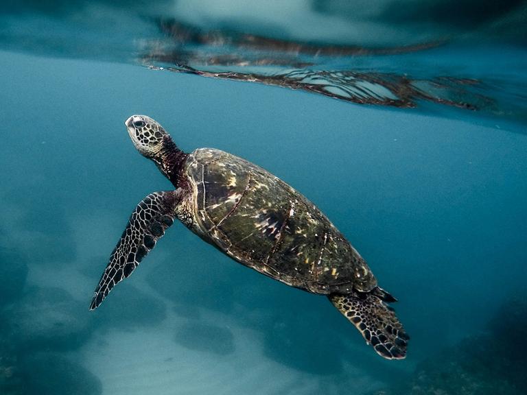 Eine Schildkröte im Meer.