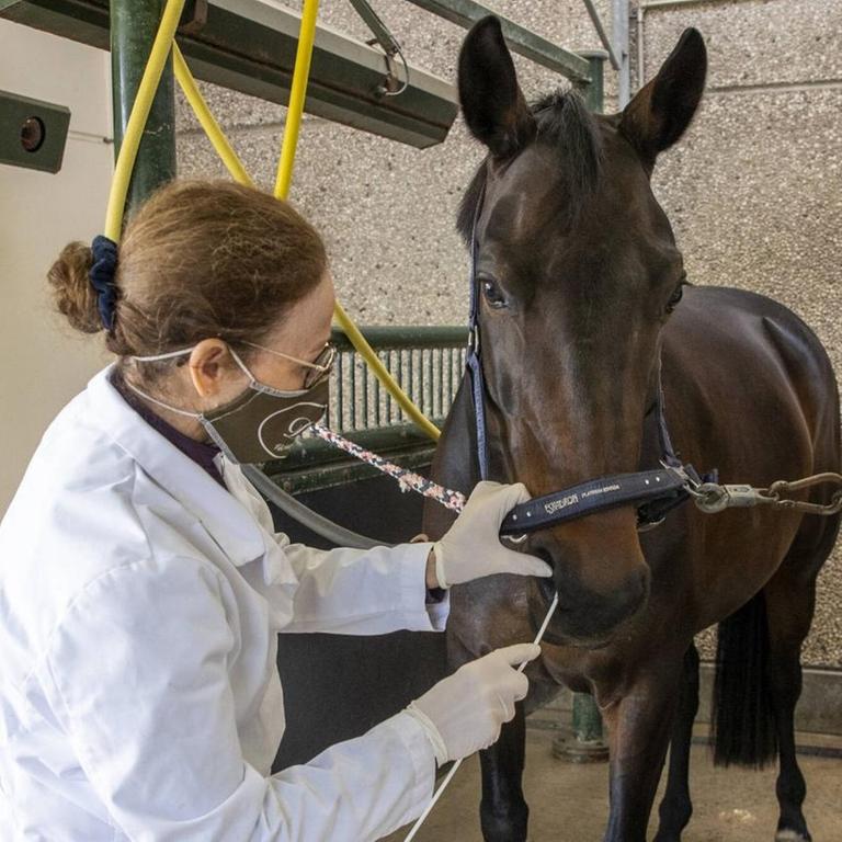 Ein Pferd wird in Valencia auf das aggressive Herpes-Virus getestet.