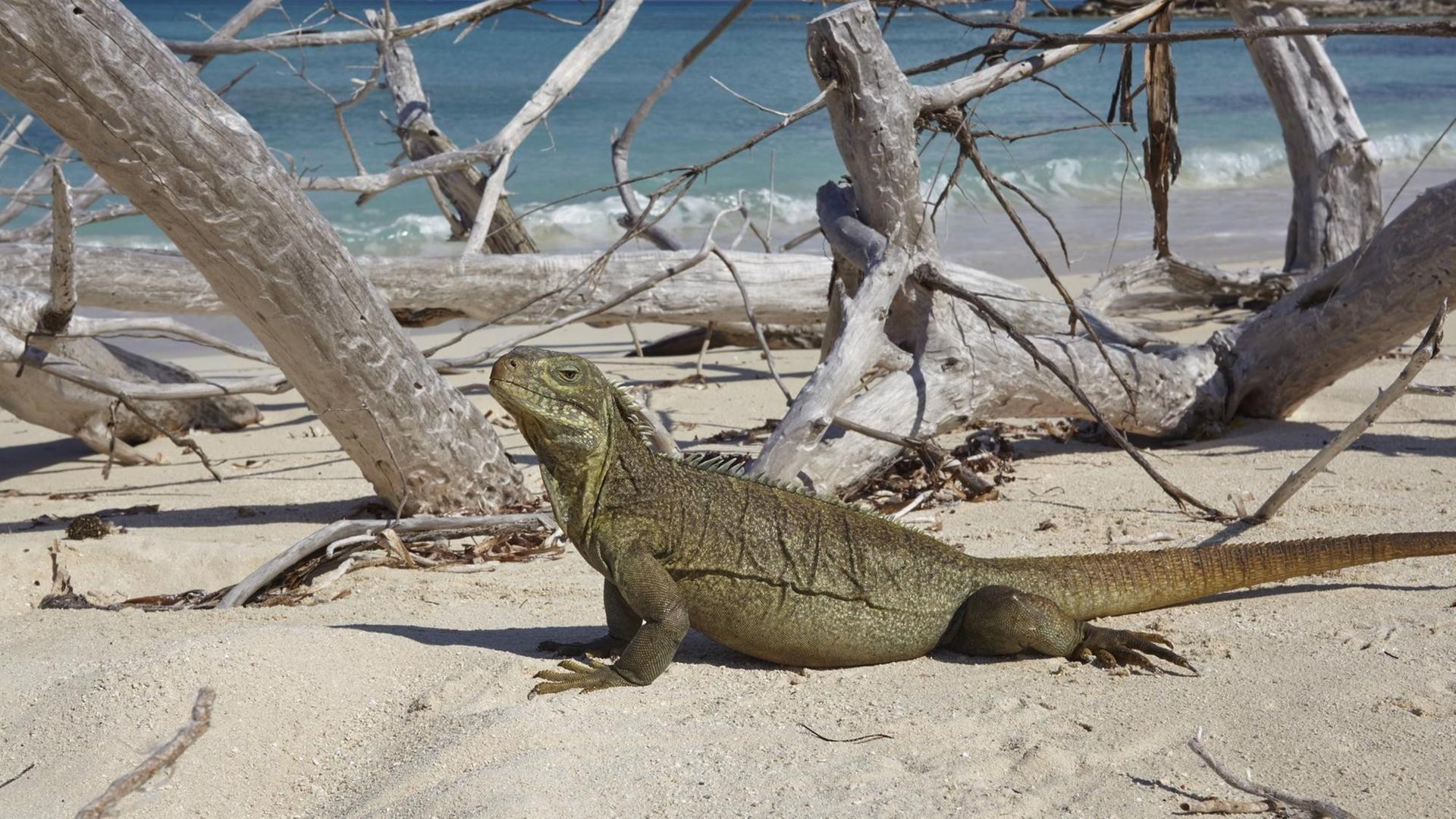 Der Leguan sitzt auf einem Sandstrand, dahinter Äste und Meerwasser.