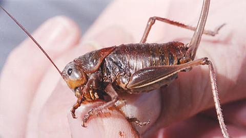 Sklave im Dienst der Medizin: genetisch veränderte Insekten produzieren preiswerten Impfstoff.