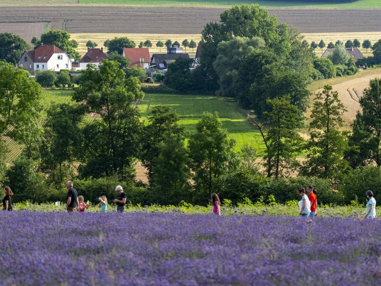 Menschen laufen einem Lavendelfeld entlang.