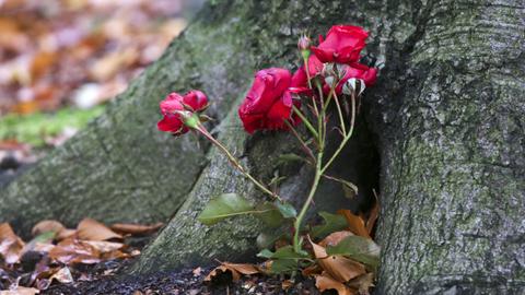 Rosen sind als Grabschmuck "RuheForst" am Schweriner See in der Nähe an der Wurzel einens Laubbaums zu sehen.