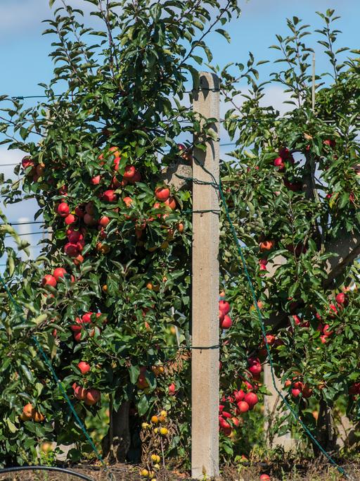 Ein Besucher pflückt am 06.09.2016 Äpfel in einer Plantage der Obstbauversuchsstation in Müncheberg (Brandenburg).