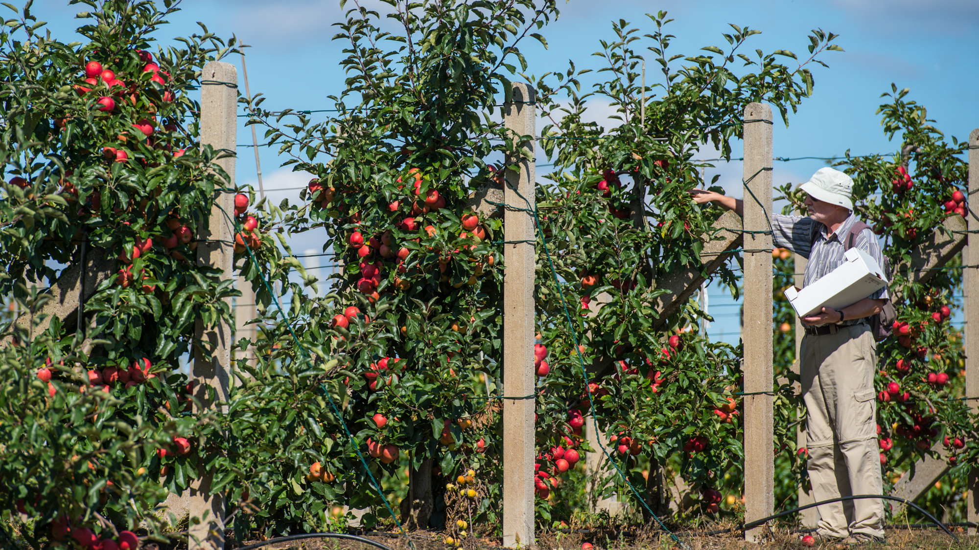 Uralte Obstsorten in Brandenburg Die Arche Noah f r pfel