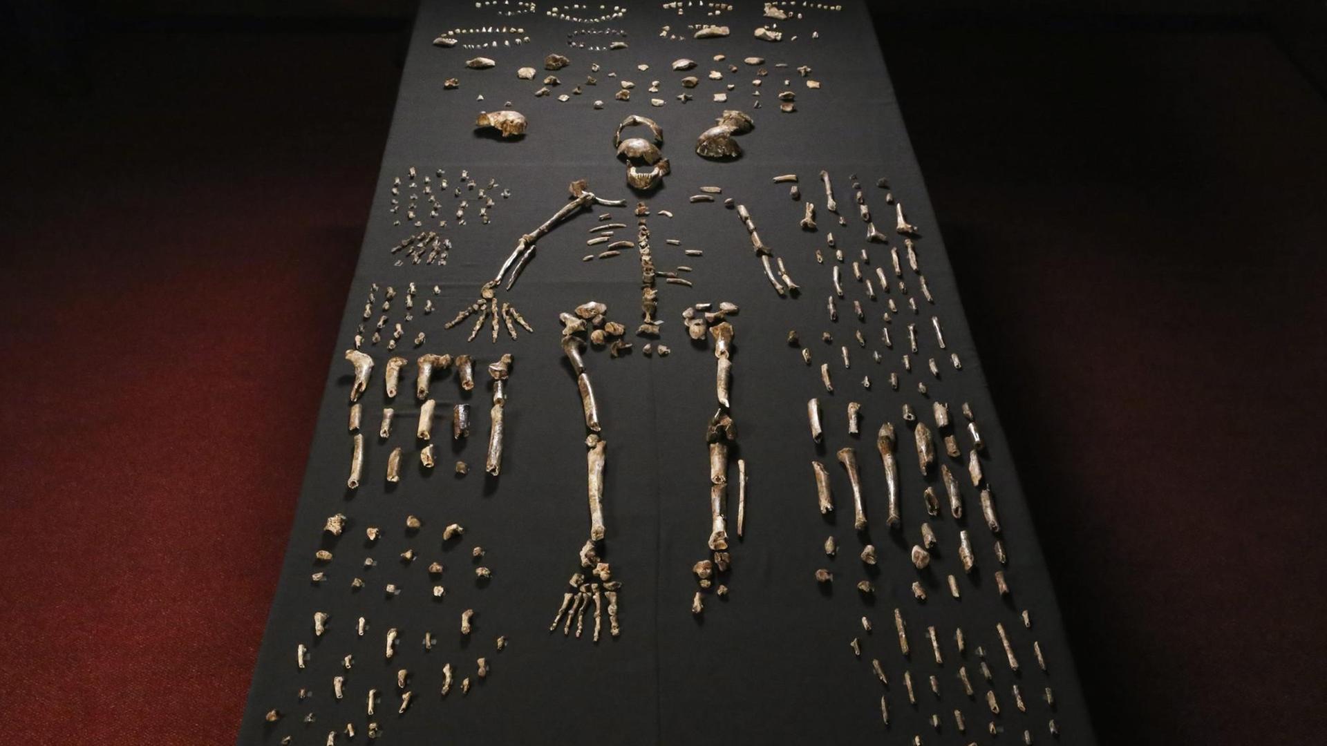 Das Skelett eines Homo naledi ist an der Wits-Universität in Johannesburg ausgelegt