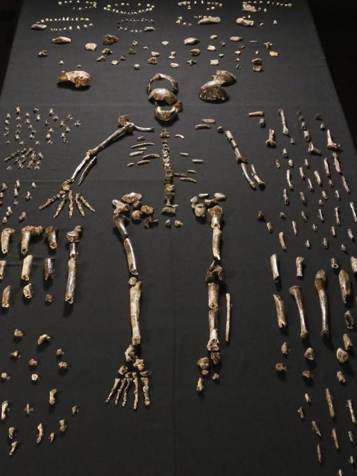 Das Skelett eines Homo naledi ist an der Witwatersrand-Universität in Johannesburg ausgelegt