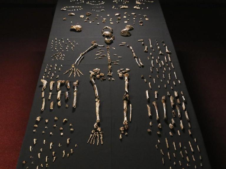 Das Skelett eines Homo naledi ist an der Wits-Universität in Johannesburg ausgelegt