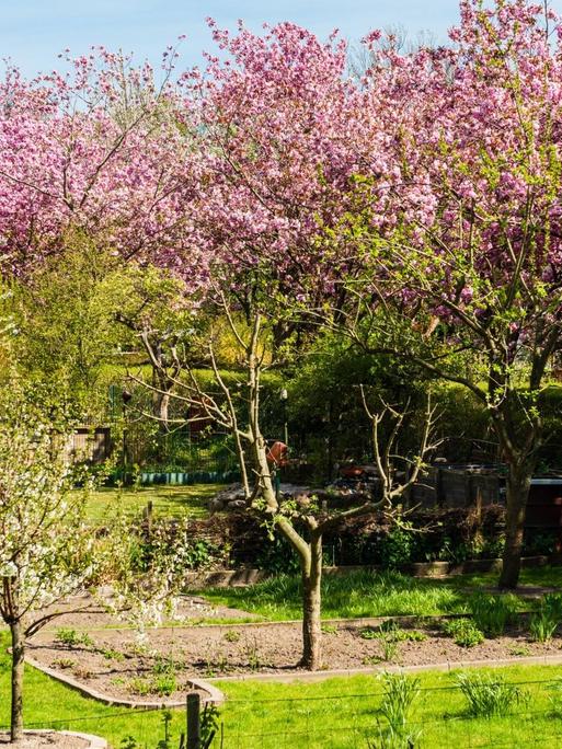 Japanische Kirschbüten in einer Kleingartenanlage in Kiel.