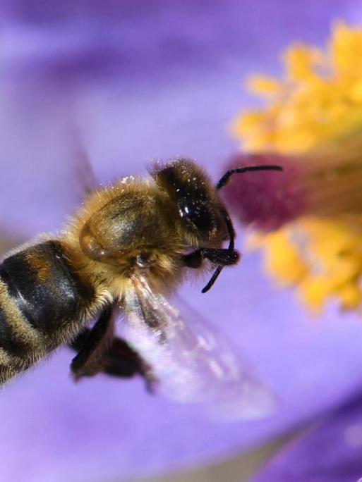 Eine Biene im Anflug auf eine geöffnete Finger-Küchenschelle