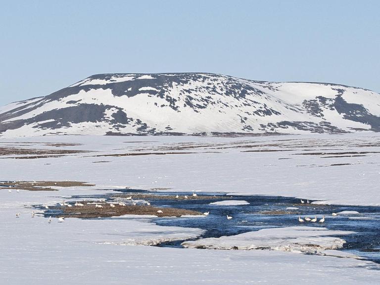 Russische Arktis, Wrangel Island. Ein mit Schnee bedeckter Berg, davor einige Schneegänse auf dem Wasser.