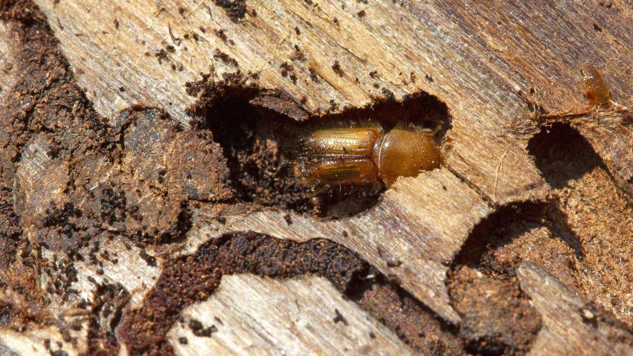 Ein Borkenkäfer frisst sich durch das Holz eines Baumstamms.