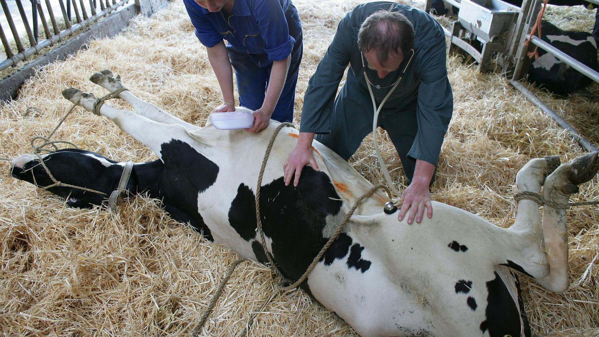 Ein Tierarzt Michael Bredow behandelt zusammen mit einem Mitarbeiter eine kranke Kuh
