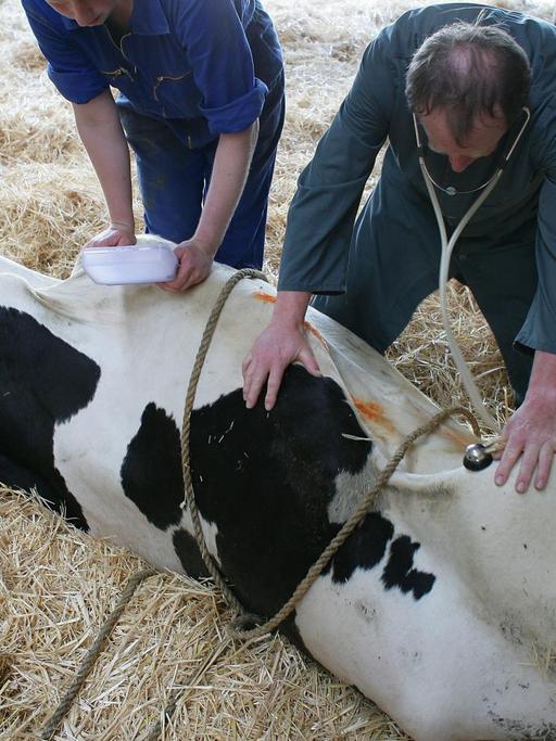 In einem Stall der Tierzucht Gut Heinersdorf GbR im brandenburgischen Heinersdorf (Oder-Spree) behandelt der Tierarzt Michael Bredow zusammen mit einem Mitarbeiter eine kranke Kuh