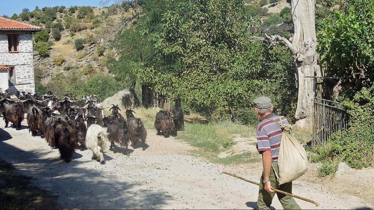 Eine Ziegenherde mit Hirte am Ortseingang von Vlahi, einem verfallenden Dorf in der Kresna-Schlucht