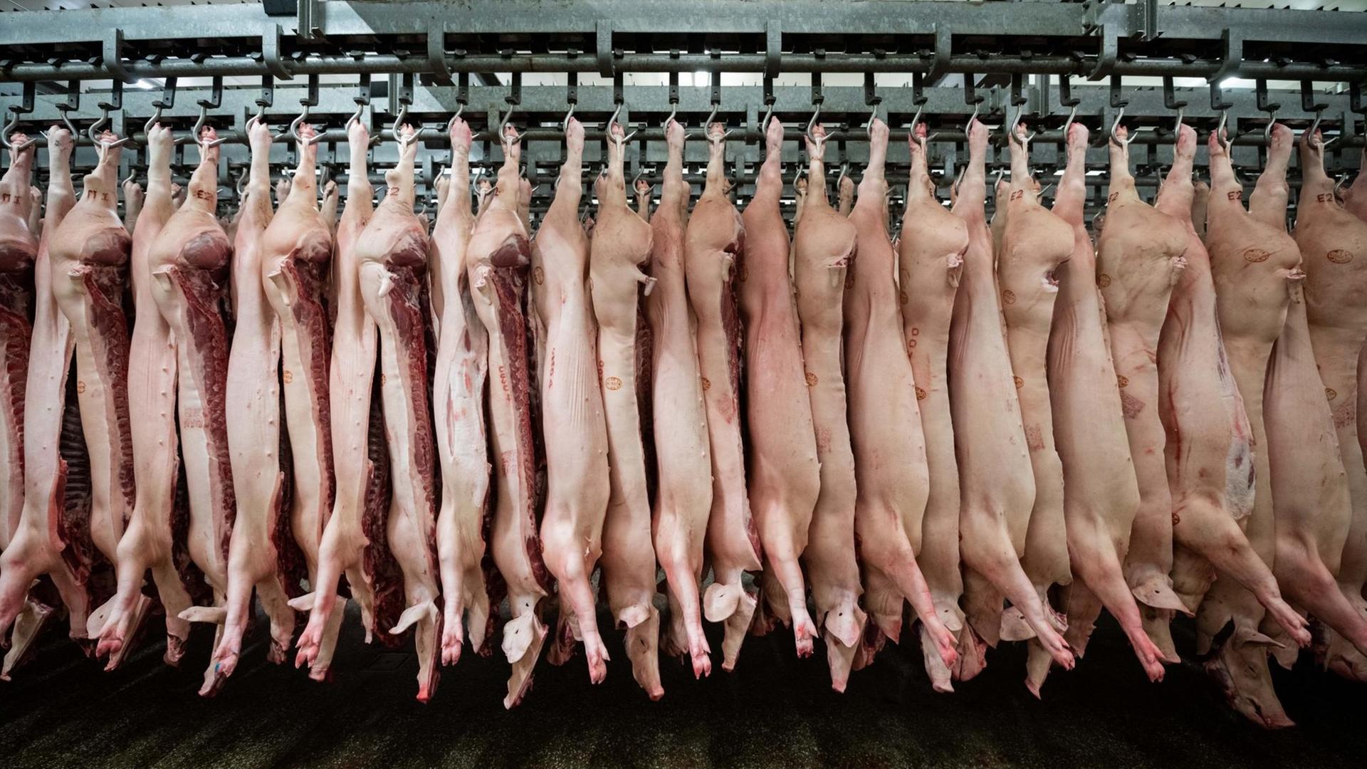 In Hälften geteilte Schweine hängen in einem Schlachthof an Haken, die an einer langen Metallstange angebracht sind .