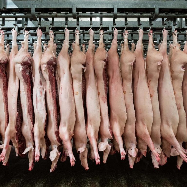 Halbierte Schweine hängen im Schlachthof.