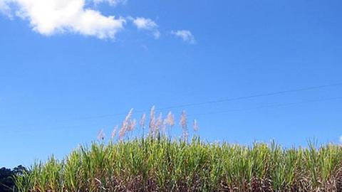 Brasilien lässt aus Zuckerrohr Biosprit herstellen.