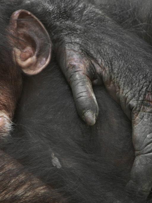 Ein Schimpansenbaby schläft bei seiner Mutter im Arm.