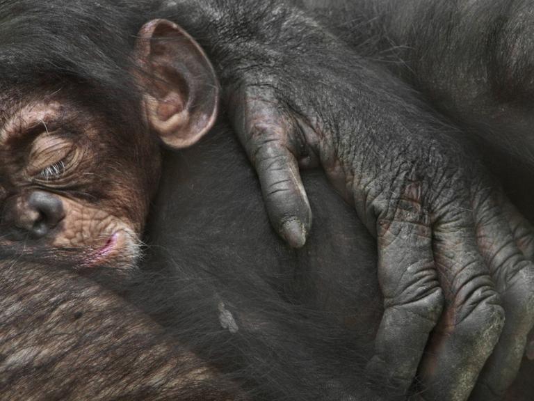 Ein Schimpansenbaby schläft bei seiner Mutter im Arm.
