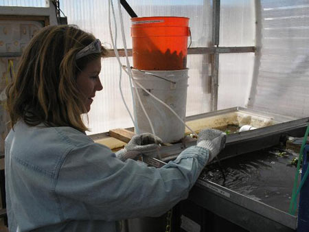 Leslie Wickman, die Crew-Biologin, bei ihrer Arbeit im Greenhab.