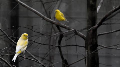 Eine Illustration zum Thema "Philosophie der Liebe", ein Vogelpaar sitzt auf Winterzweigen.