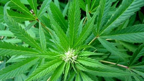 Eine Cannabis-Blüte