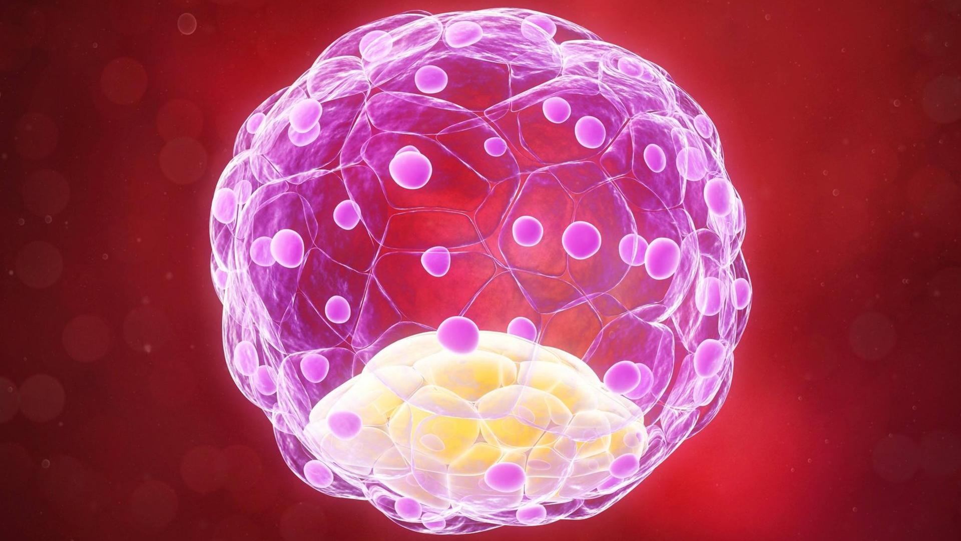 Blastozyste mit 58 Zellen (Computerillustration)