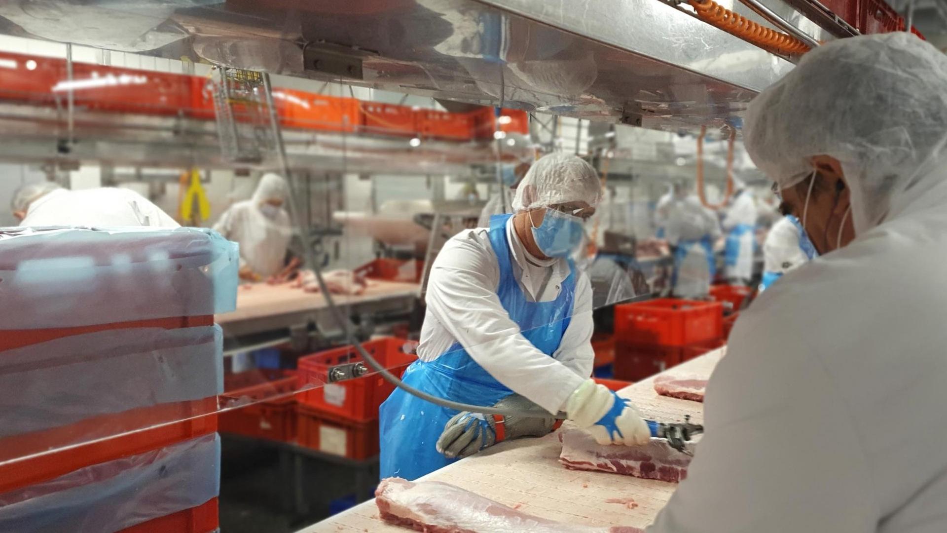 Das von der Firma Tönnies zur Verfügung gestellte Foto zeigt Mitarbeiter, die an ihren Arbeitsplätzen von Plexiglasscheiben voneinander getrennt von Tönnies geschlachtete Tiere im Stammwerk des Betriebes zerlegen.