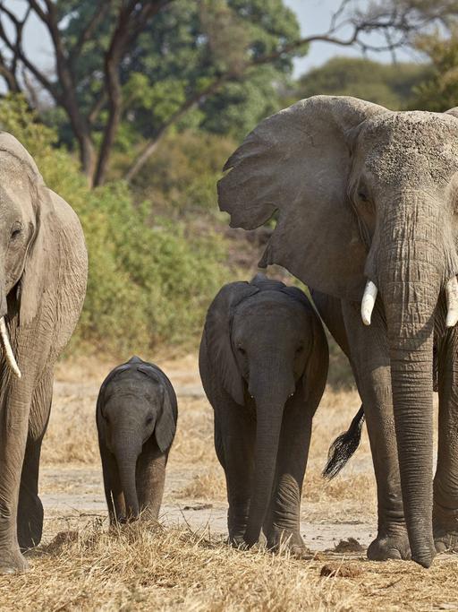 Eine Gruppe Elefanten im Ruaha National Park in Tansania.