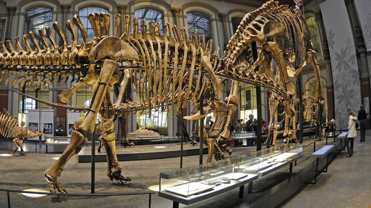Skelette in der Saurierhalle des Berliner Naturkundemuseums