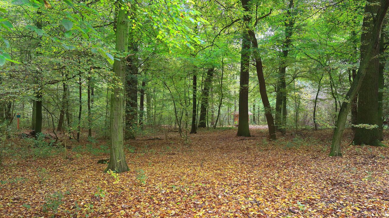 Der Friedwald in Schönebeck/Elbe (Sachsen-Anhalt). Rund 26 Hektar Wald stehen auf dem ostelbischen Gelände für Bestattungen zur Verfügung. 