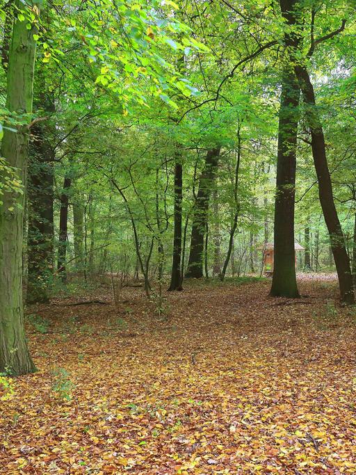 Der Friedwald in Schönebeck/Elbe (Sachsen-Anhalt). Rund 26 Hektar Wald stehen auf dem ostelbischen Gelände für Bestattungen zur Verfügung.