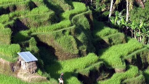 Bewässerte Ackerflächen, hier Reisfelder auf Bali, laufen Gefahr zu versalzen.