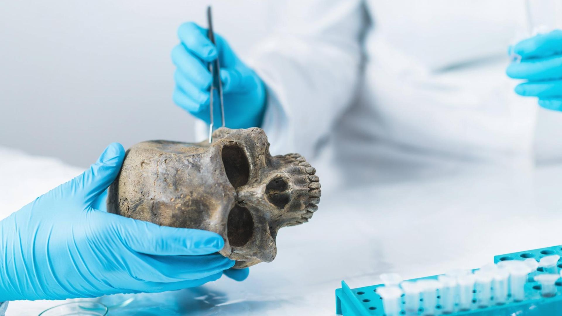 Eine Wissenschaftlerin entnimmt Knochenproben aus einem Schädel um die aDNA zu untersuchen.