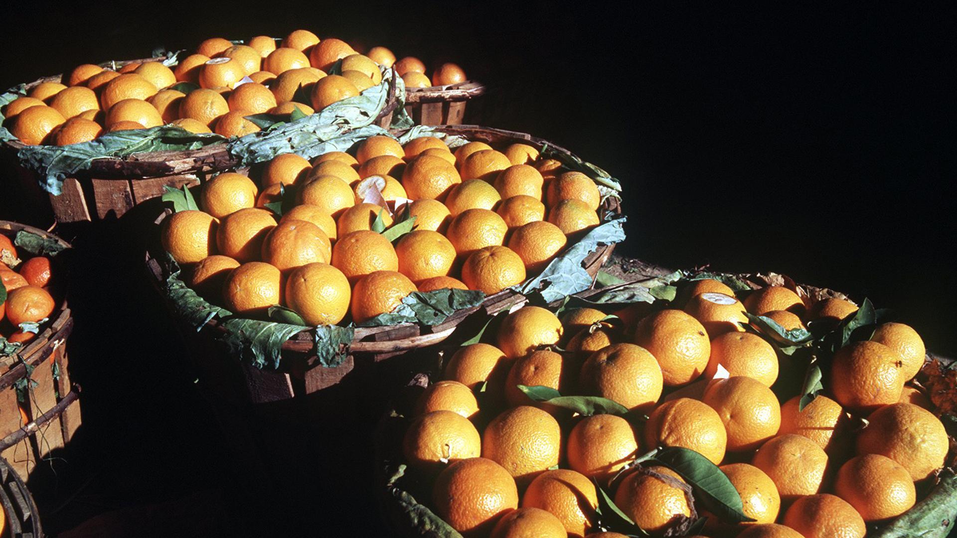 Grundlage für die britische Marmelade: Apfelsinen aus Andalusien