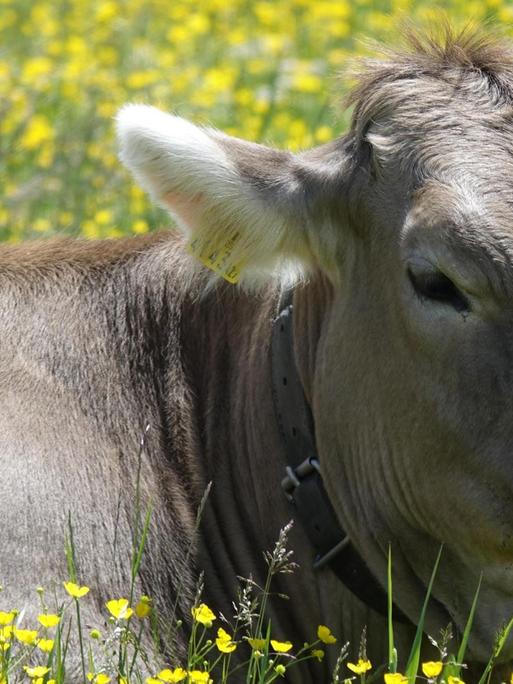 Kuh liegt zufrieden auf Blumenwiese bei Sunnalm in Tirol, Österreich
