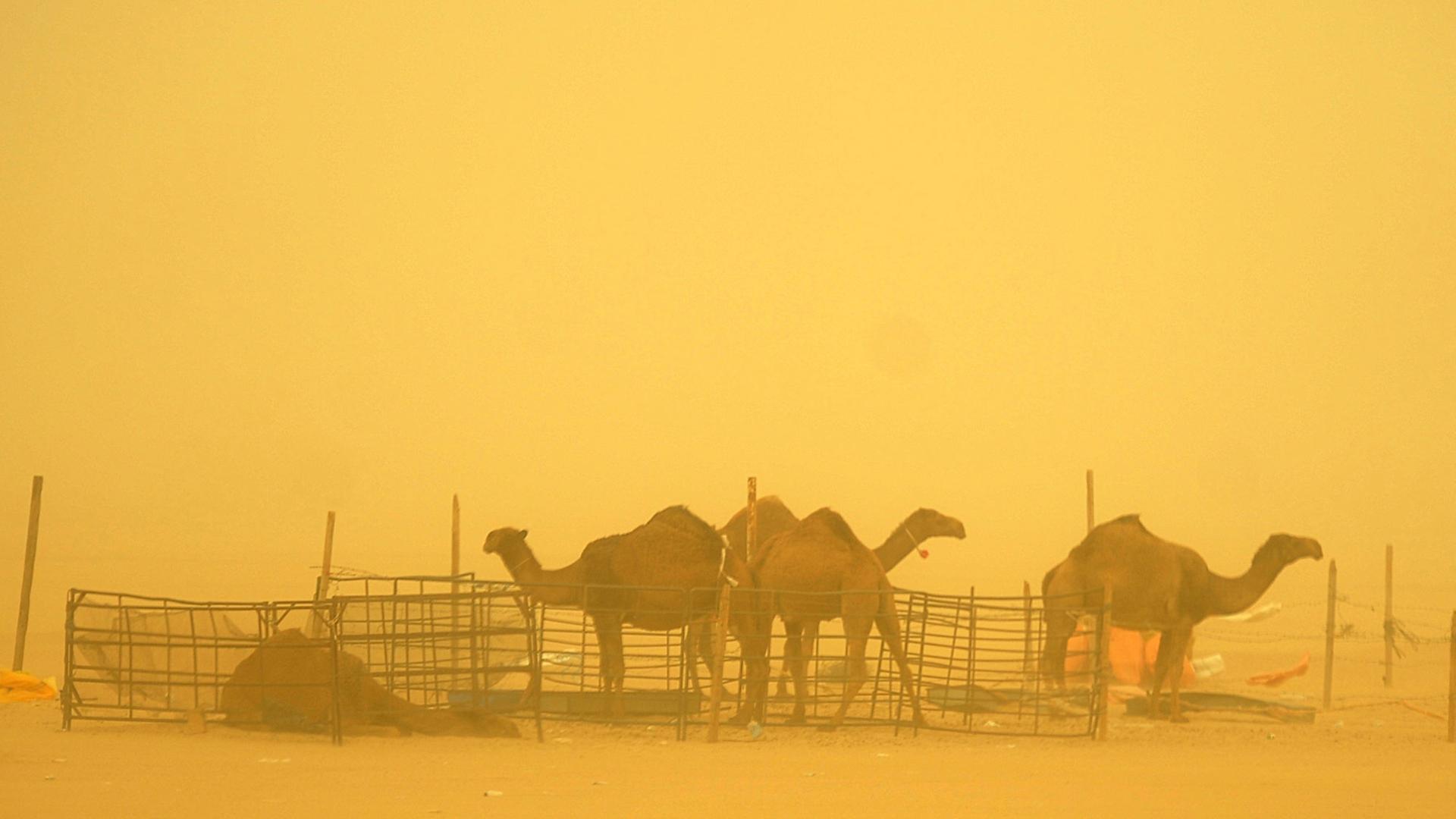 A photo made available on 18 March 2012, shows camels barely visible during a sand storm in Kuwait City, Kuwait, 17 March 2012. According to the Kuwaiti Directorate General for Civil Aviation (DGCA), Kuwait's airports operated normally on 17 March despite the low visibility caused by the sandstorm.