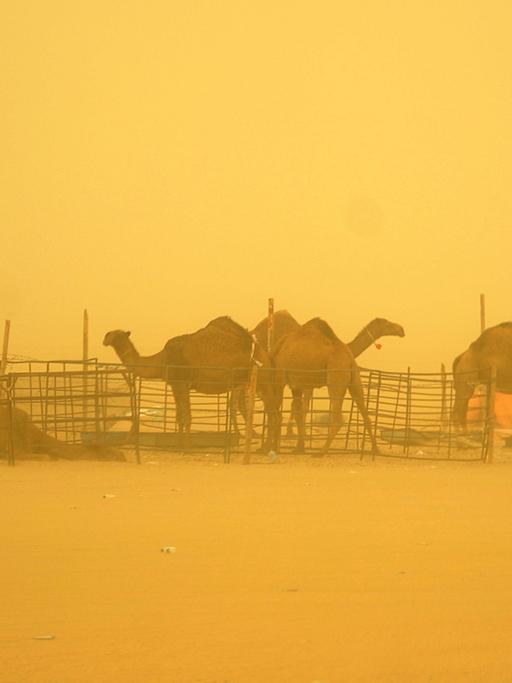 Kamele während eines Sandsturms in Kuwait Stadt.