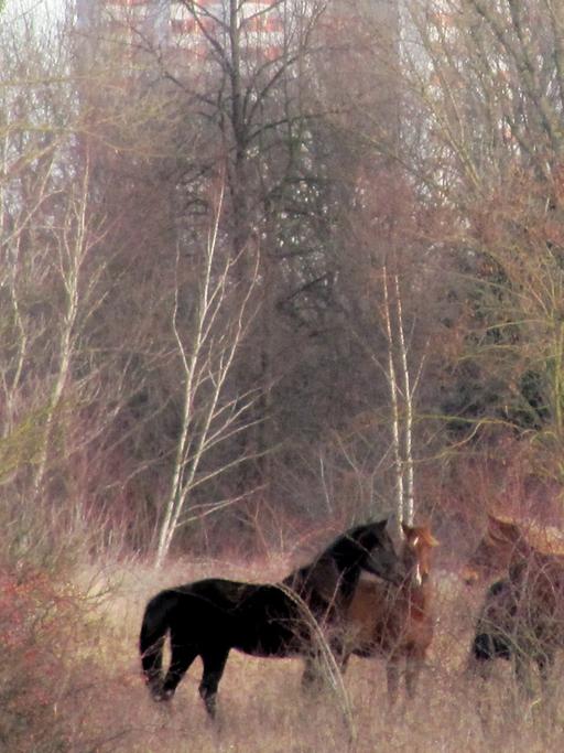 Auf dem Gelände Lichterfelde Süd in Berlin liegt ein Naturparadies mit seltenen Tier- und Pflanzenarten und den Pferden von Anne Loba. Trotz Bebauung mit 2500 Wohneinheiten soll ein großes Areal als "Grüne Mitte" erhalten bleiben.