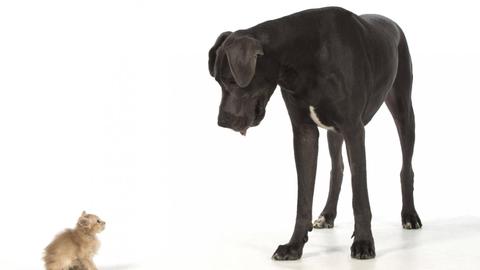 Eine große graue Dogge und eine Katze.