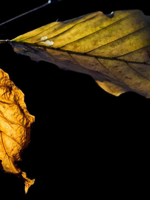Welke Blätter einer Buche leuchten im Sonnenlicht in einem Wald