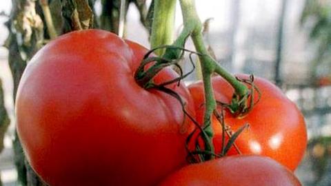 Tomatenstrauch mit Früchten