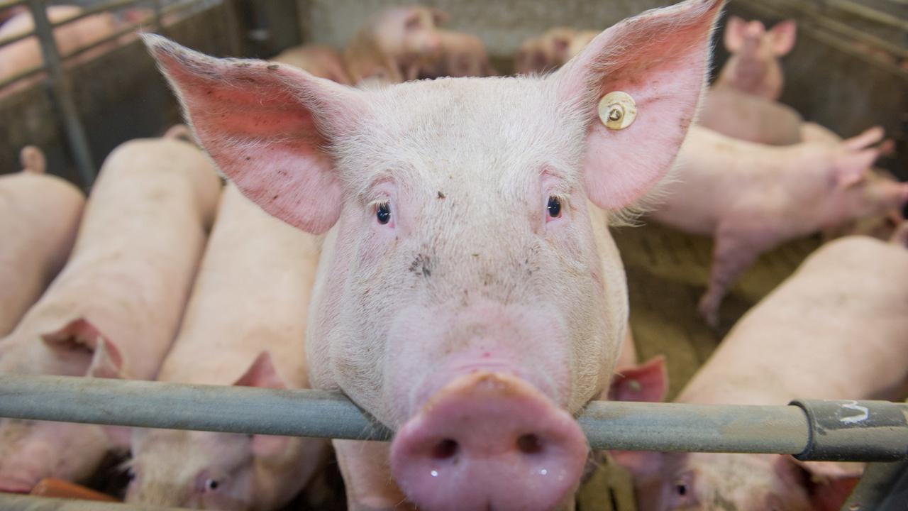 Mastschweine stehen gemeinsam in einer Box im Stall. Ein Schwein guckt über das Gitter in die Kamera.