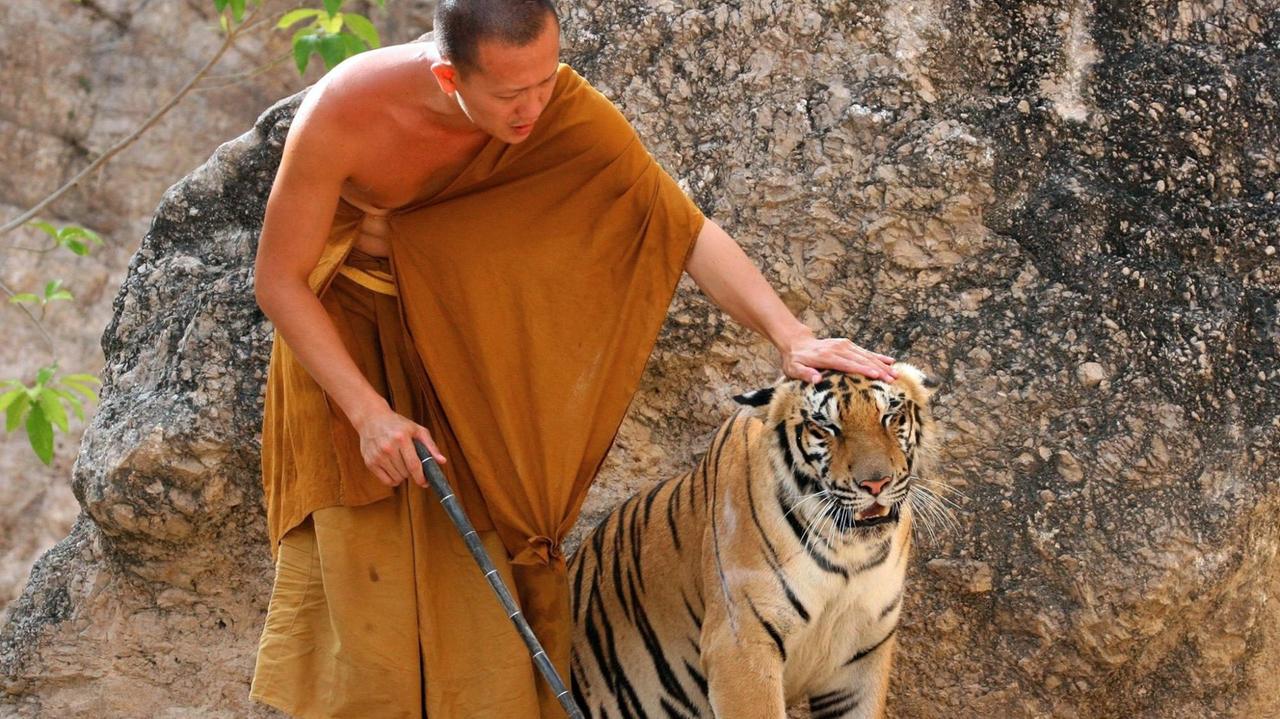 Ein Mönch streichelt einen Tiger im "Tiger Tempel". Statt Tiere zu schützen, geht es vielen Mönchen wohl eher um den Profit.