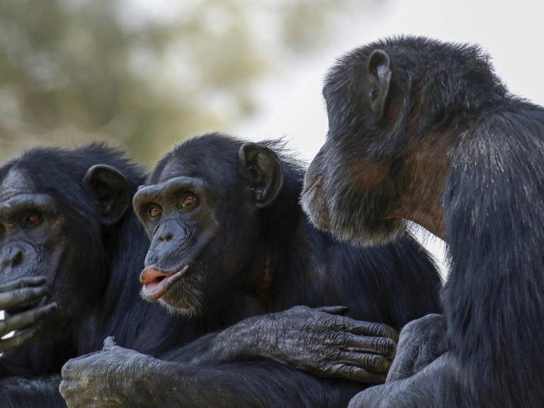 Drei Schimpansen sitzen nebeneinander.