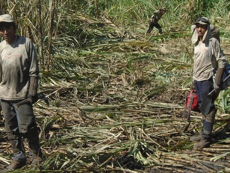 Zuckerrohrernte in Guatemala