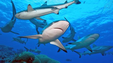 Grauer Riffhai und Schwarzspitzenriffhai, weiblich (31. 1 2013).