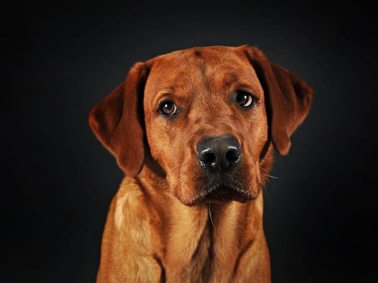 Labrador Retriever, gelb, Rüde, schaut traurig.