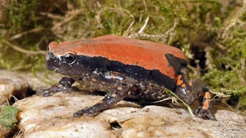 Ein roter Wendehalsfrosch (Westafrikanischer Wendehalsfrosch, Phrynomantis microps Phrynomerus microps). Fünf bis sechs Zentimeter groß. Ein lackschwarzer Bauch und Seiten und ein tiefroter Rücken.