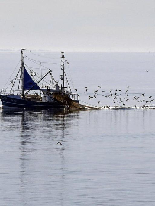 Möwen fliegen hinter einem Fischkutter und seinen Netzen vor der Nordseeinsel Amrum.